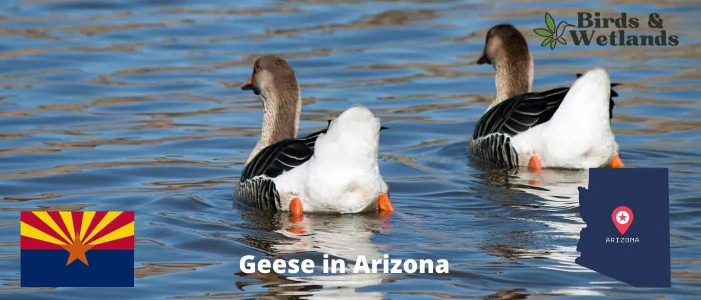 Geese in Arizona