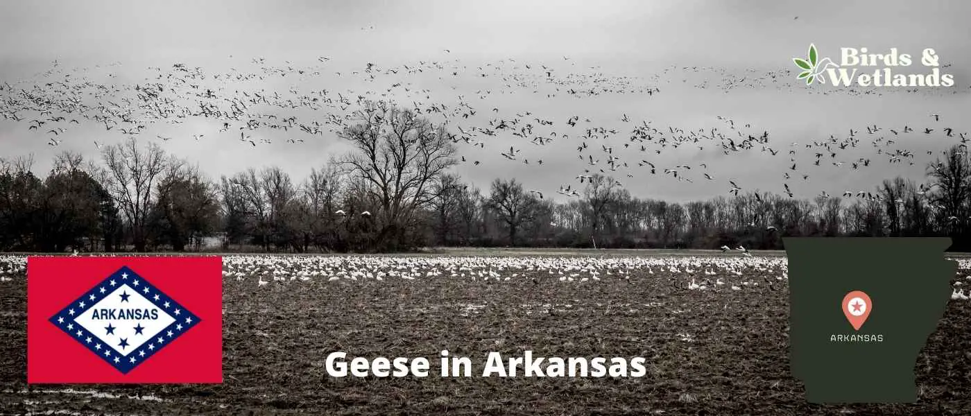 Geese in Arkansas