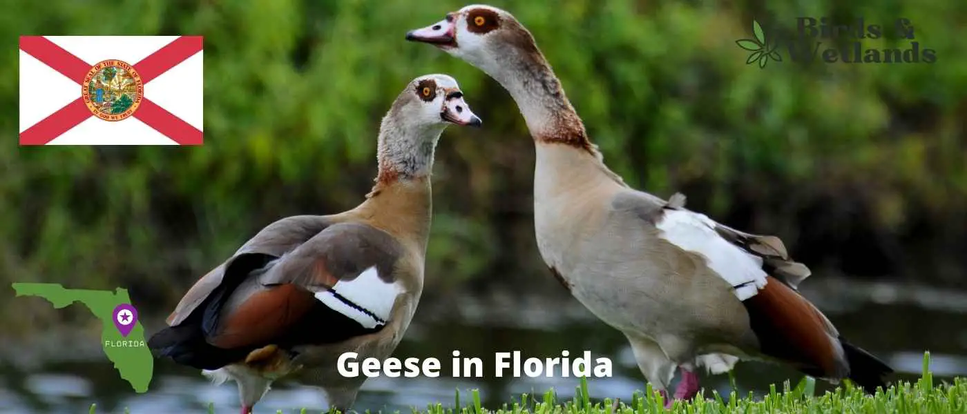 Geese in Florida