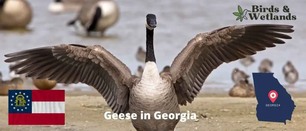Geese in Georgia