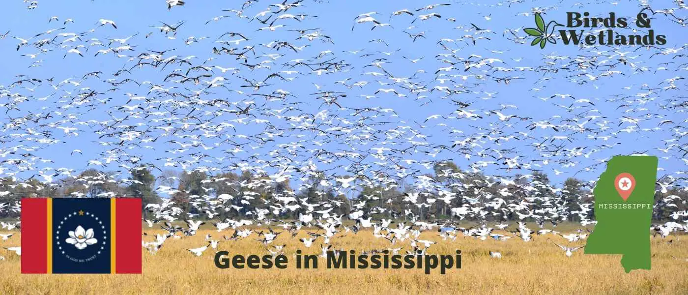 Geese in Mississippi