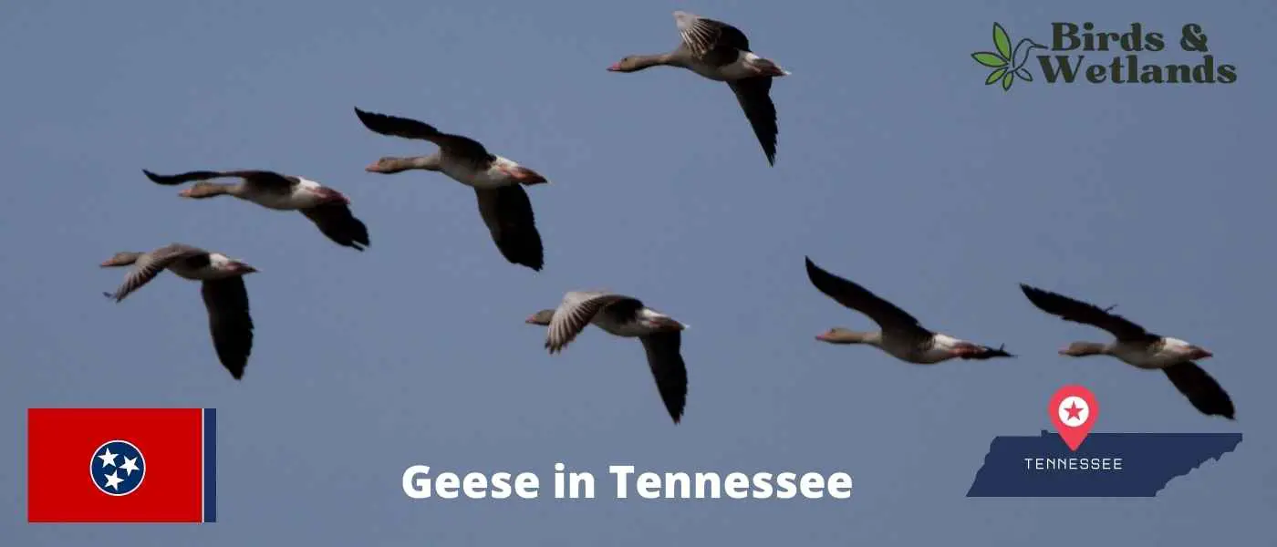 Geese in Tennessee