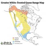 North American Geese: Guide to the Species of Goose in US - Birds ...