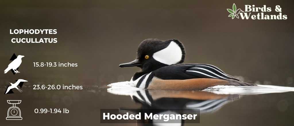 Hooded Merganser