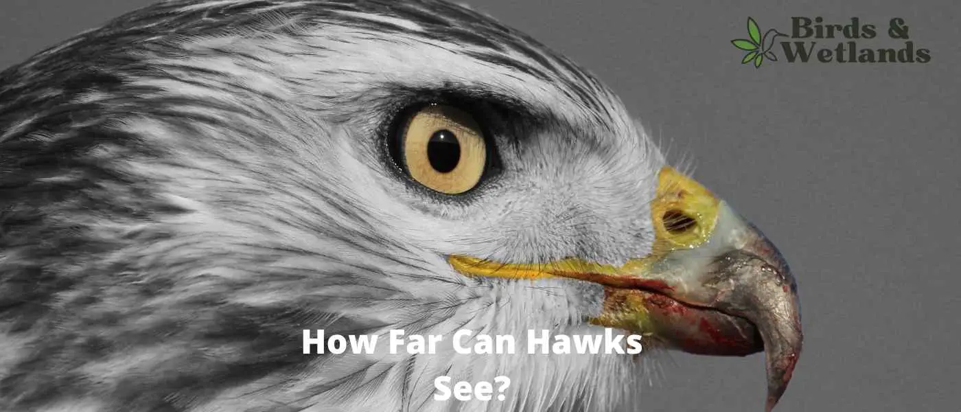 How Far Can Hawks See?
