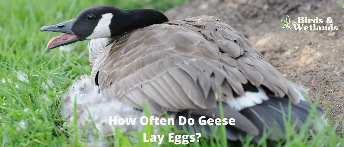 How Often Do Geese Lay Eggs