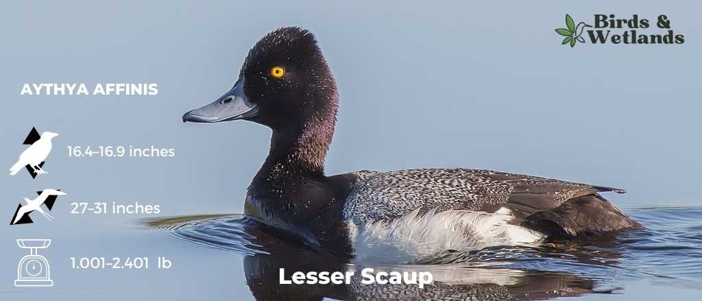 Lesser Scaup