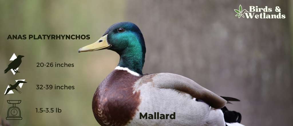 Mallard