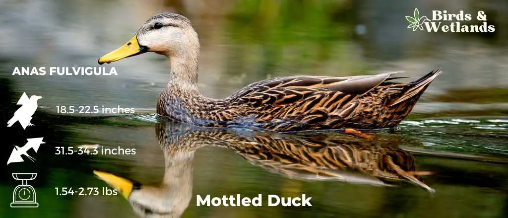 Mottled Duck