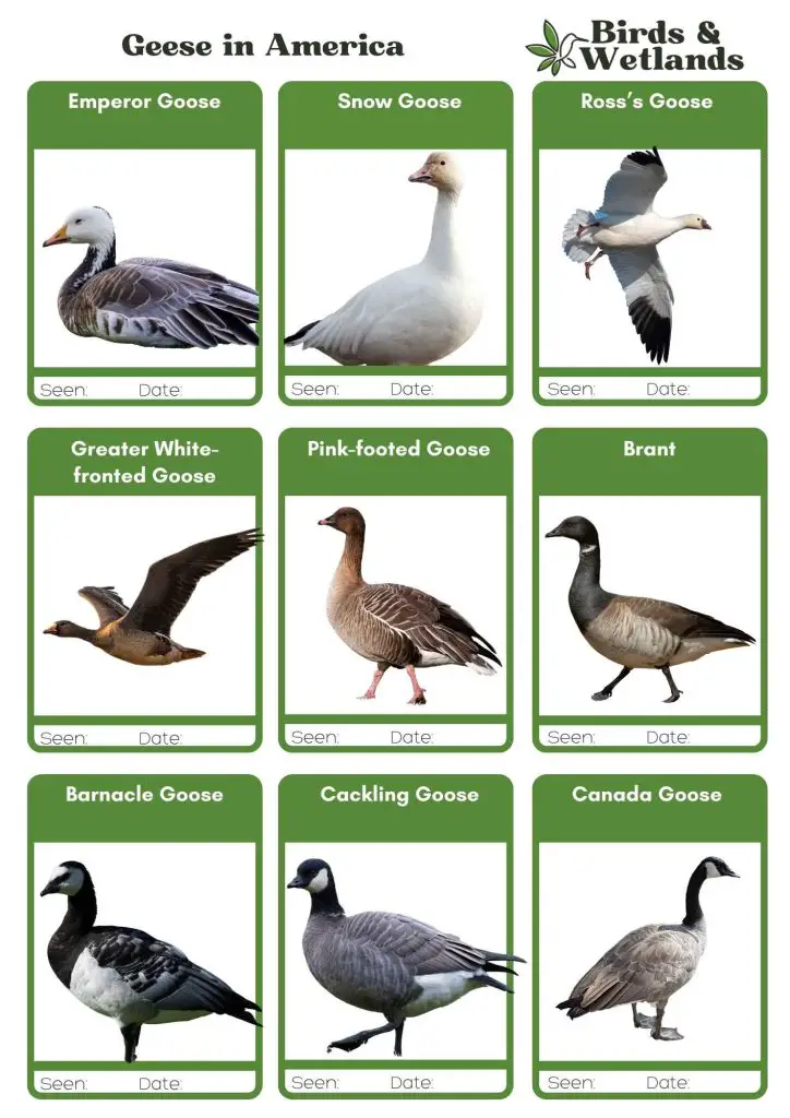 North American Geese: Guide To The Species Of Goose In US - Birds ...