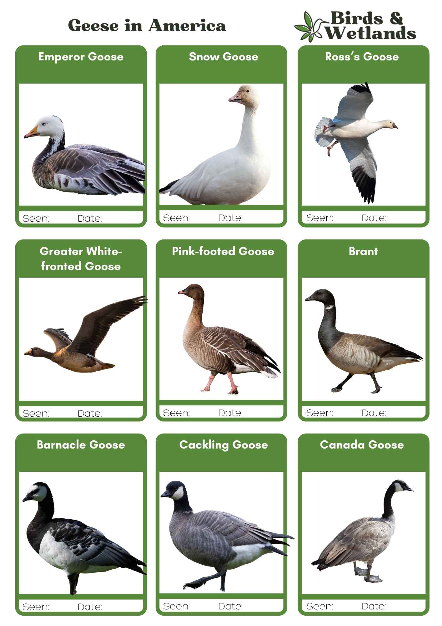 North American Geese Guide to the Species of Goose in US Birds