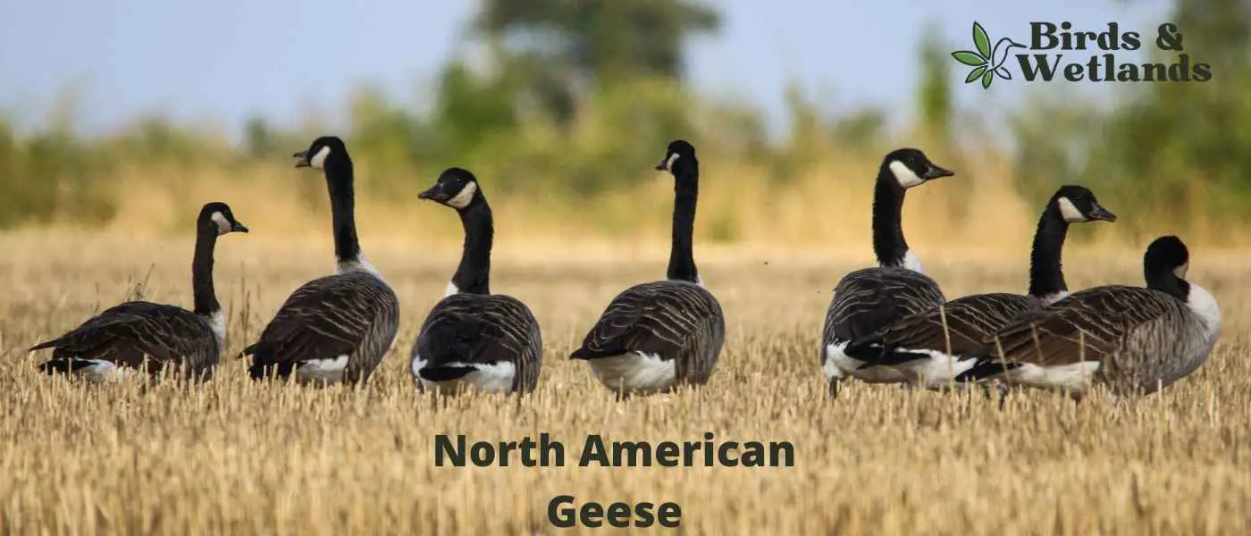 North American Geese
