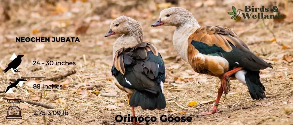 Orinoco Goose (1)