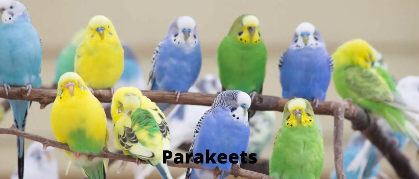 Parakeets- Complete Guide