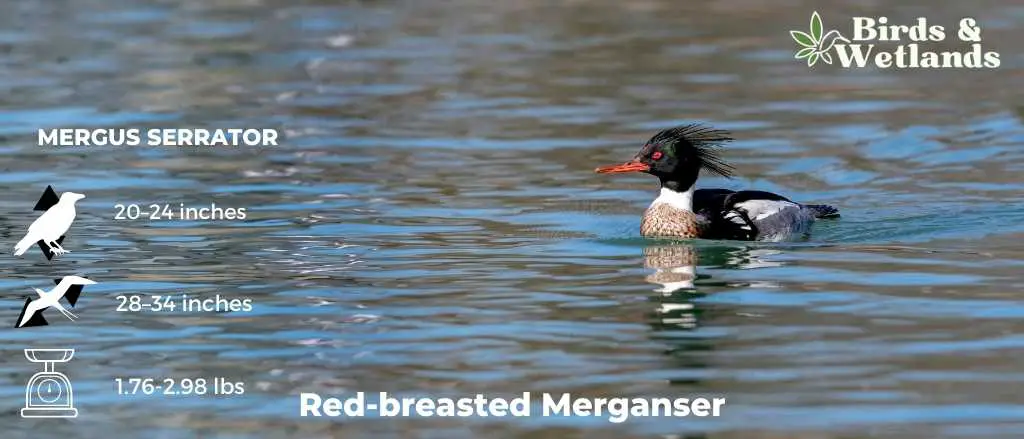 Red-breasted Merganser