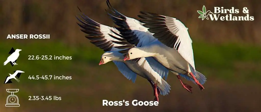 Ross’s Goose (Anser Rossii)