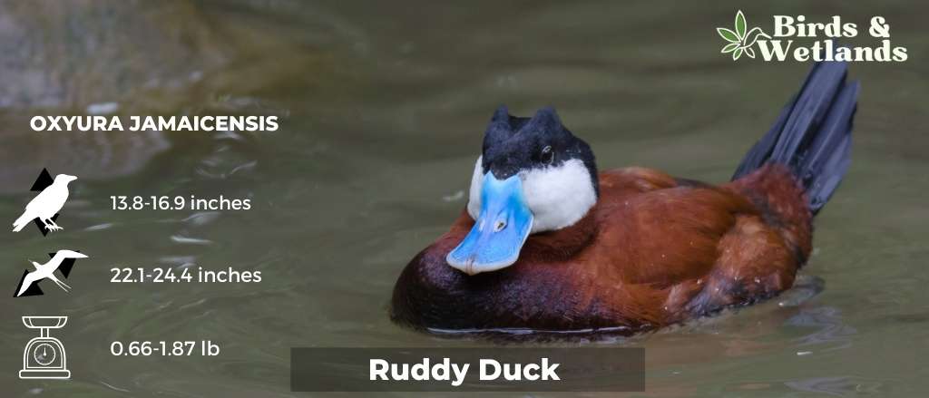 Ruddy Duck