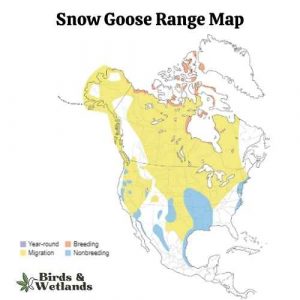 North American Geese: Guide to the Species of Goose in US - Birds ...