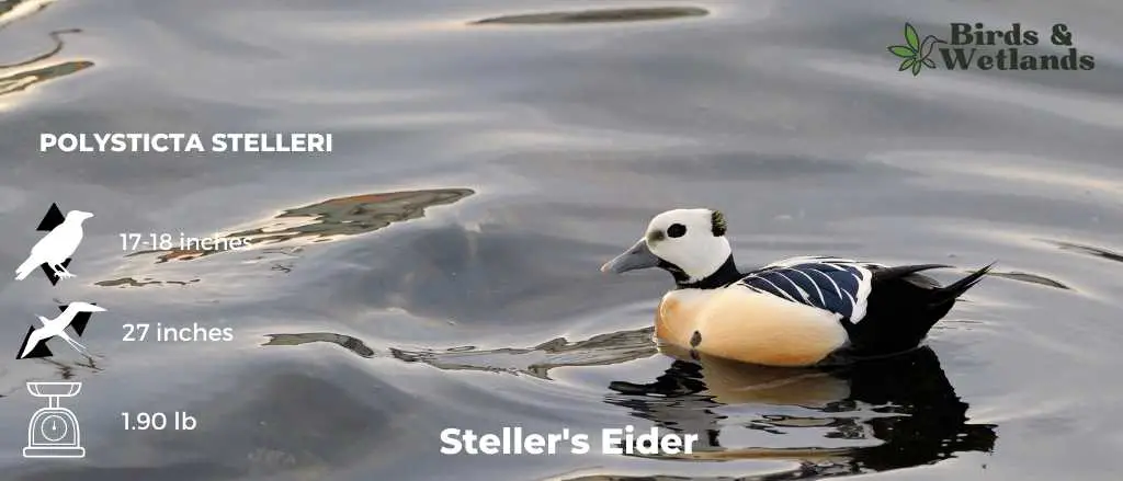 Steller's Eider