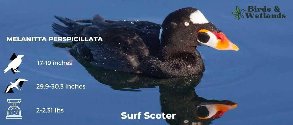 Surf Scoter