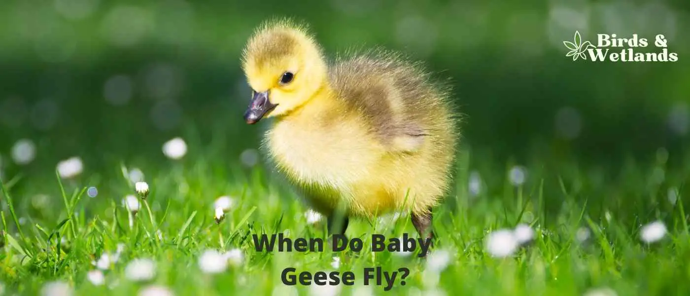 When Do Baby Geese Fly