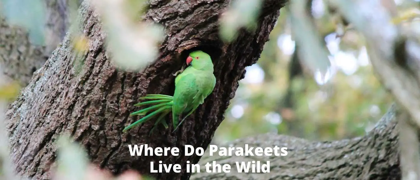 Parakeet Habitats: Where Do Parakeets Live in the Wild?