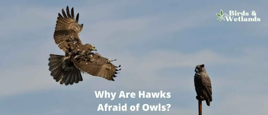 Why Are Hawks Afraid of Owls