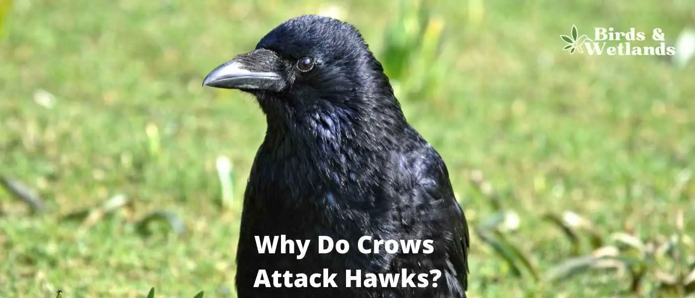 Why Do Crows Attack Hawks