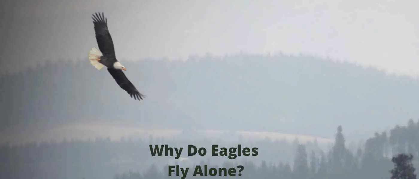 Why Do Eagles Fly Alone?