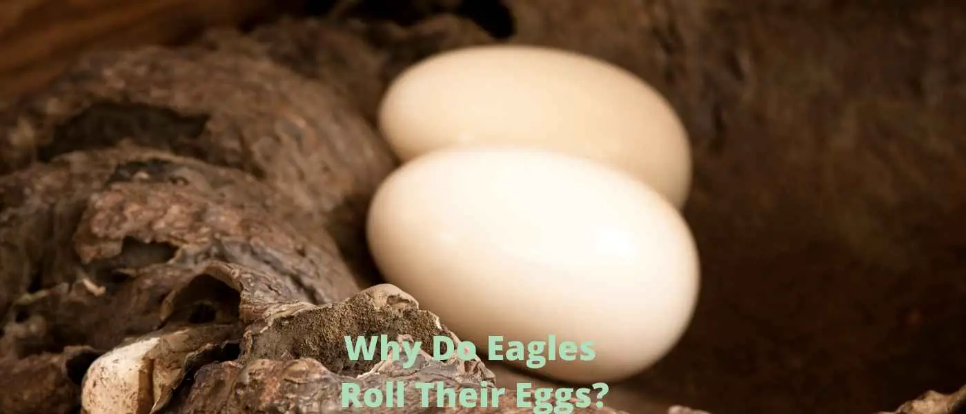 Why Do Eagles Roll Their Eggs?