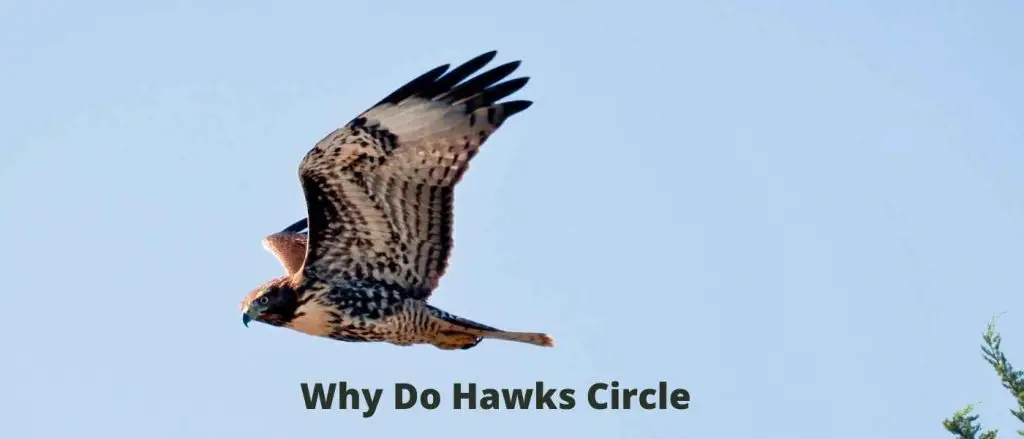 Why Do Hawks Circle?