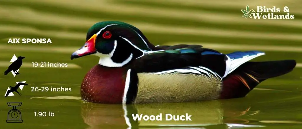 Wood Ducks