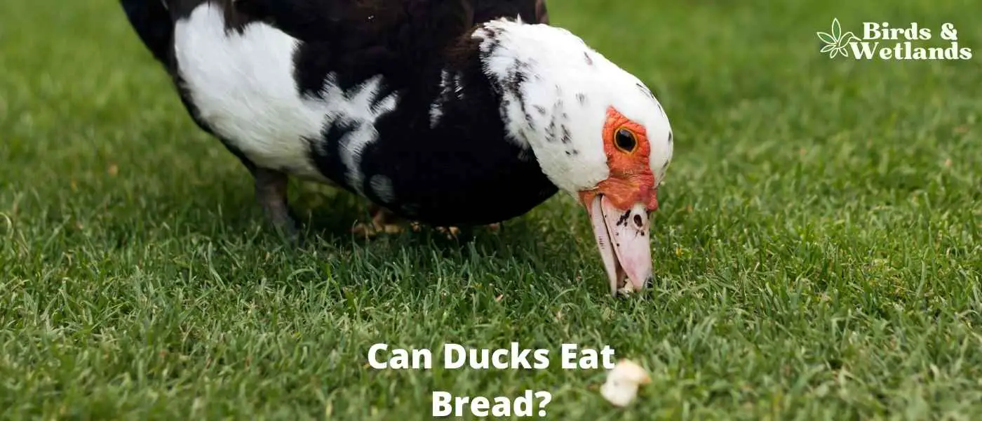 Can Ducks Eat Bread