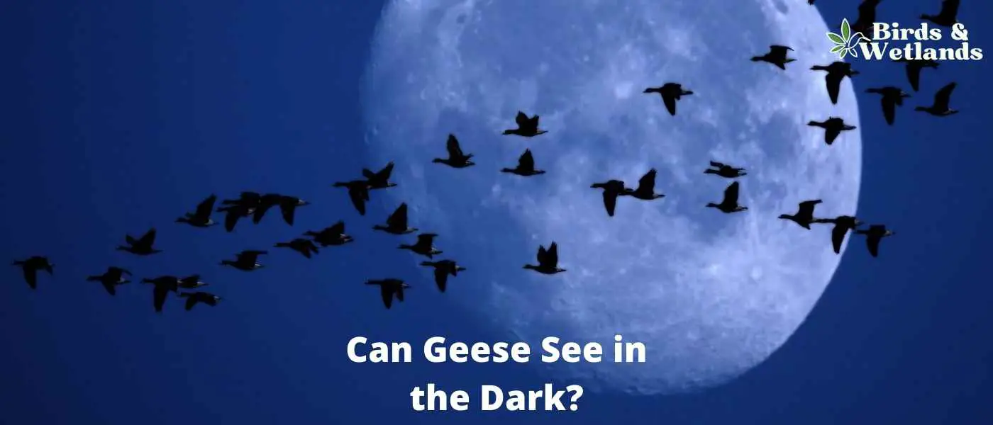 Can Geese See in the Dark