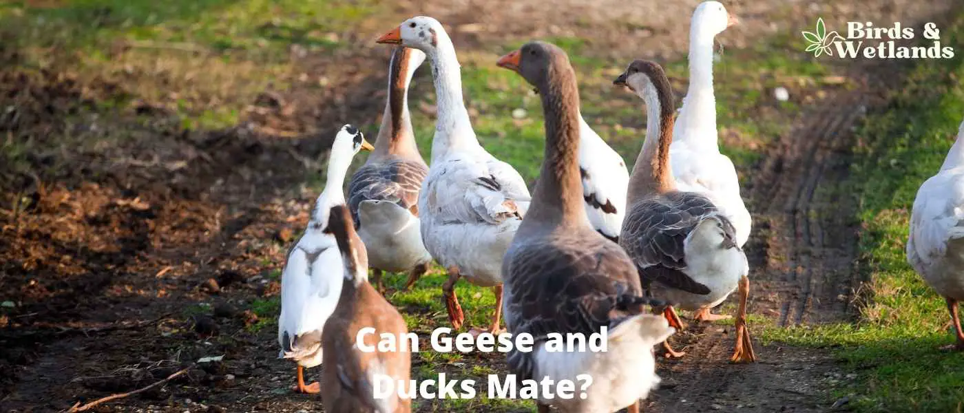 Can Geese and Ducks Mate?
