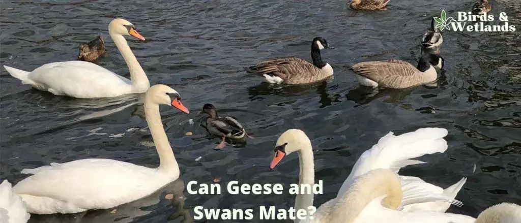 Can Geese and Swans Mate?