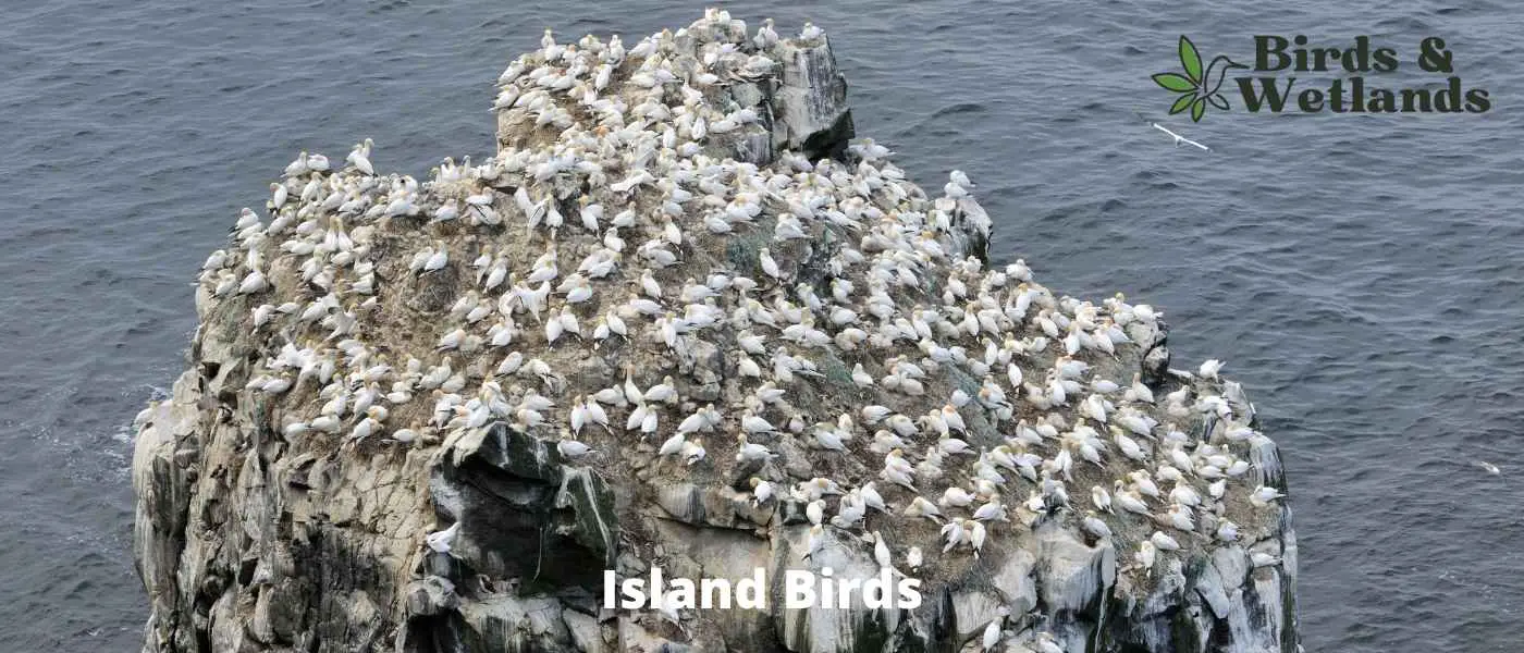 Island Birds