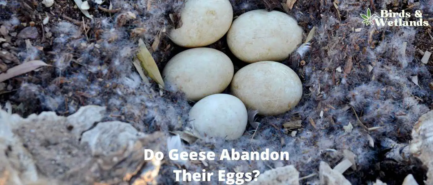 Do Geese Abandon Their Eggs?