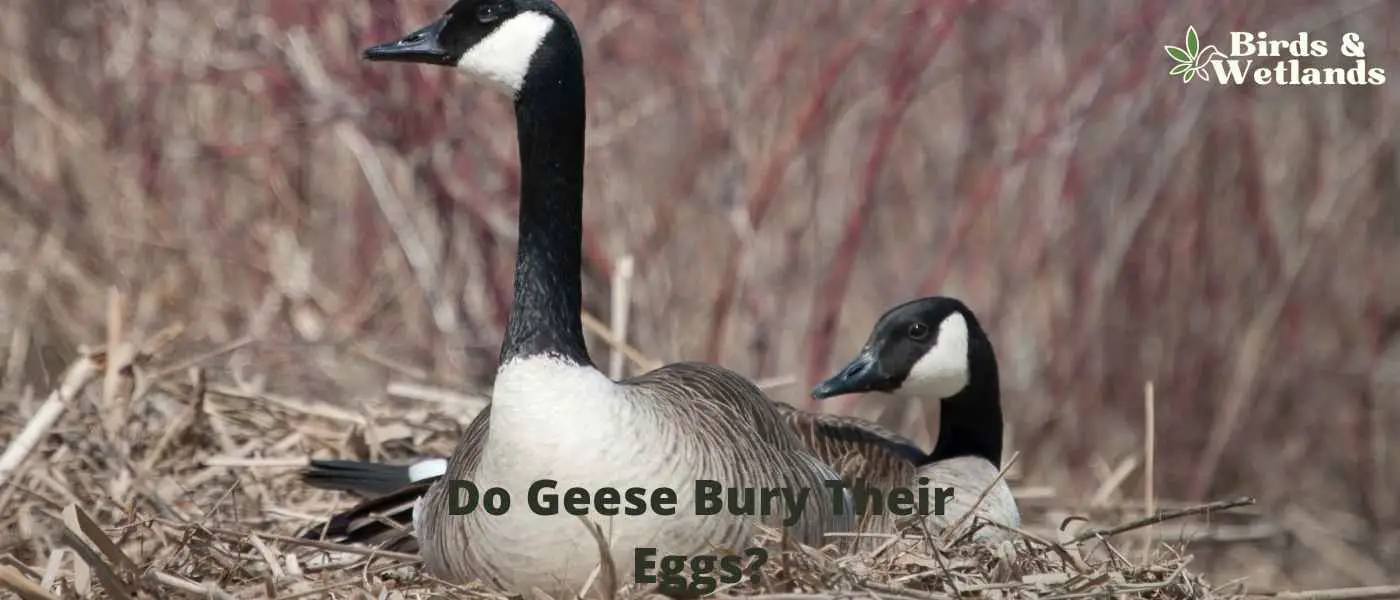 Do Geese Bury Their Eggs?