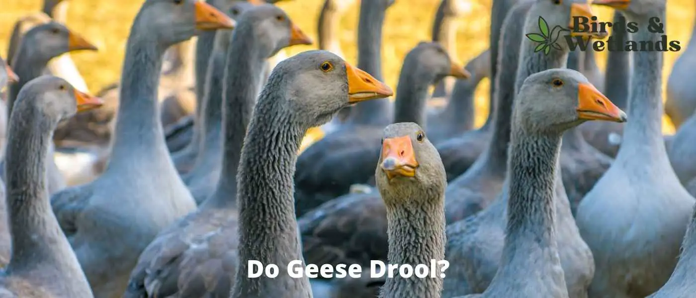 Do Geese Drool