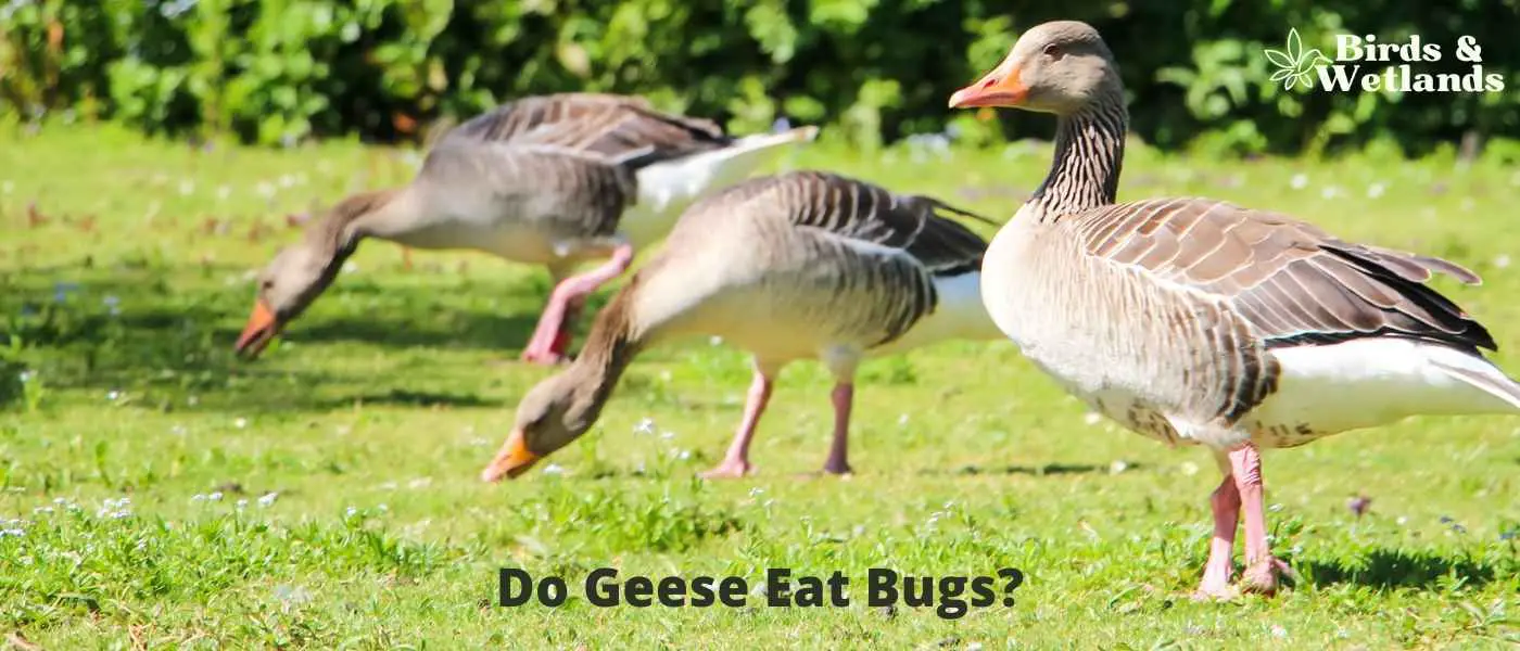 Do Geese Eat Bugs?
