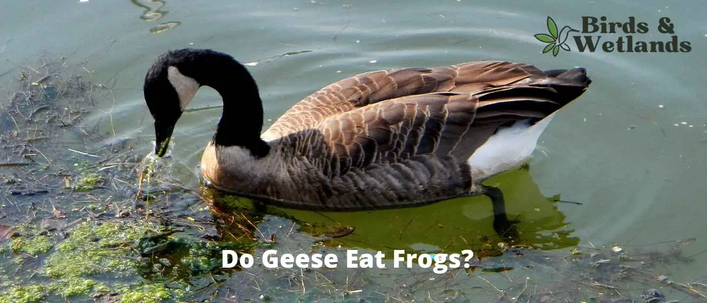 Do Geese Eat Frogs