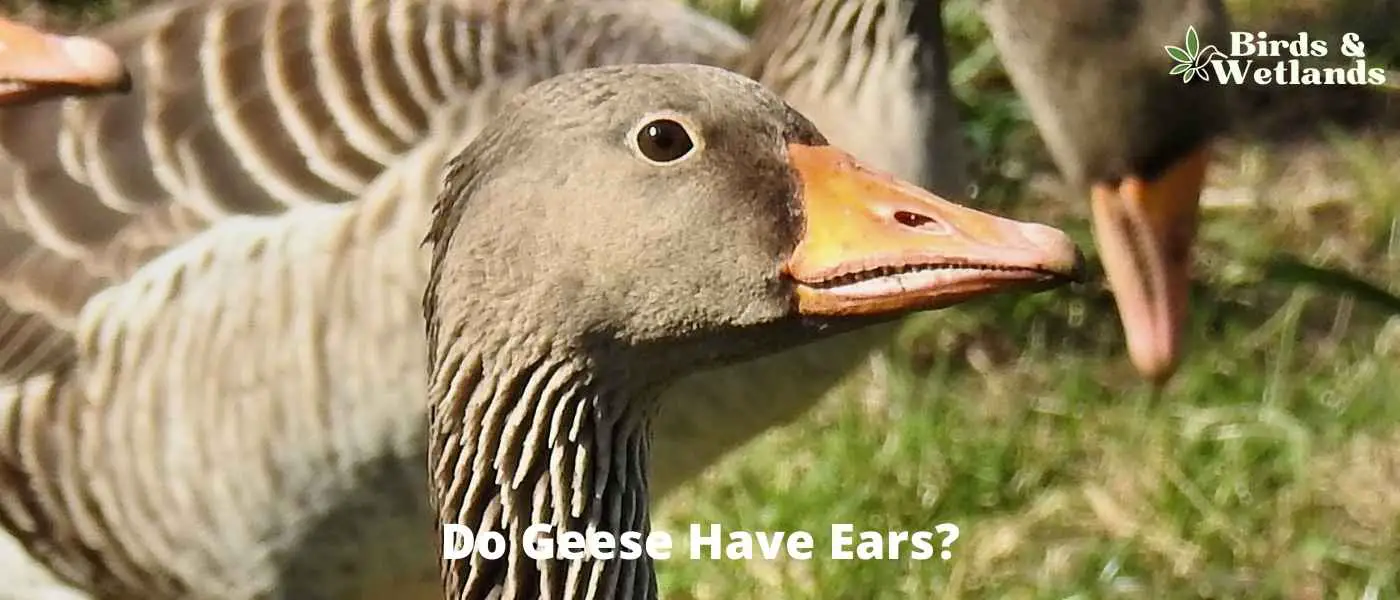 Do Geese Have Ears?