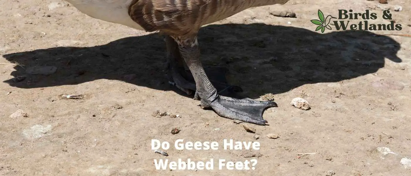 Do Geese Have Webbed Feet