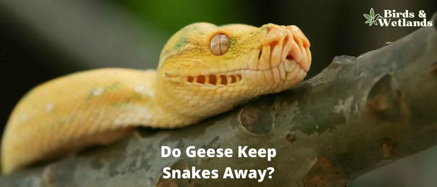 Do Geese Keep Snakes Away