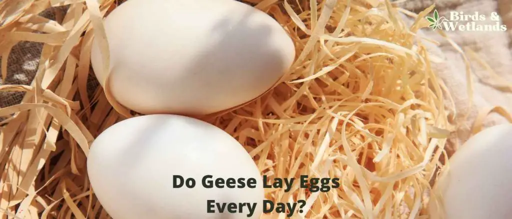 Do Geese Lay Eggs Every Day?