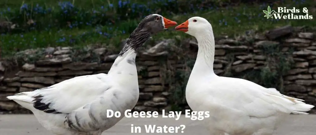 Do Geese Lay Eggs in Water?