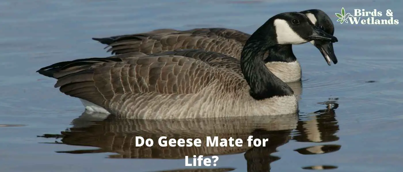 Do Geese Mate for Life