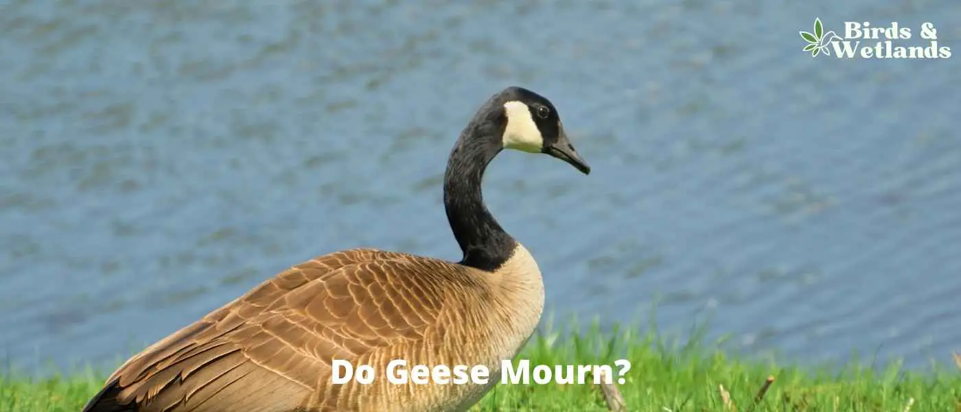 Do Geese Mourn?
