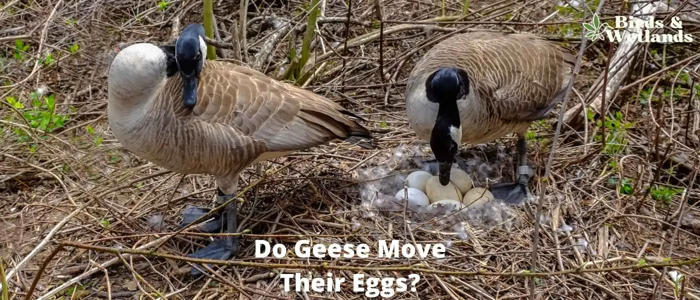 Do Geese Move Their Eggs